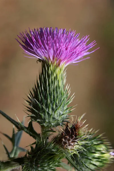 Thistle Buds Flowers Summer Field — Stock Photo, Image