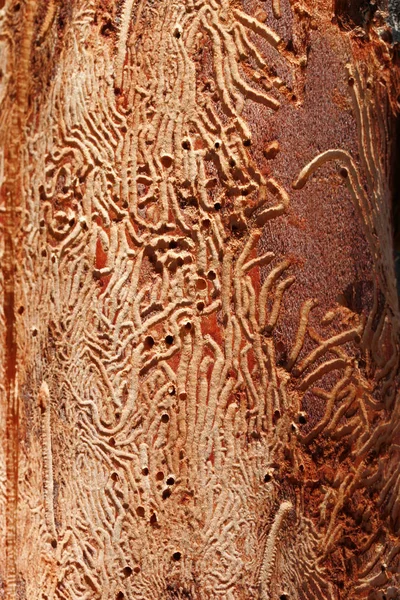 Closeup Wormhole Wooden — Stock Photo, Image