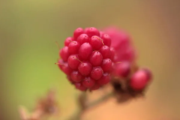 Bahçedeki Çalı Blackberry — Stok fotoğraf
