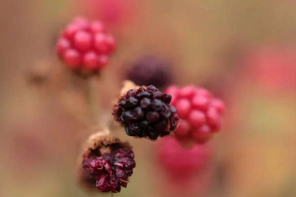 Blackberry Struik Tuin — Stockfoto