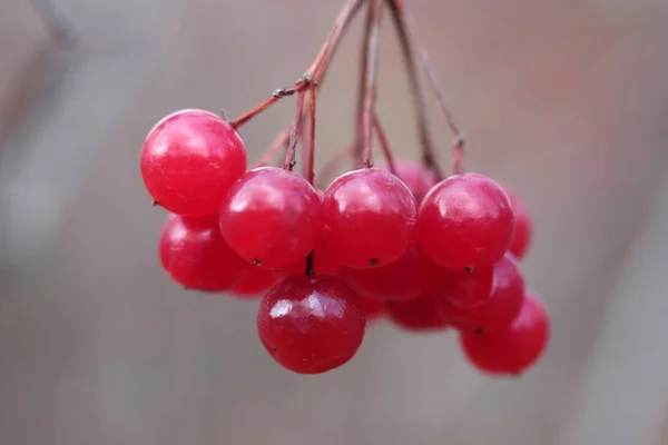 Baies Viorne Rouge Sur Branche Dans Jardin — Photo
