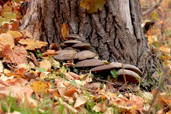 Mushrooms Autumn Leaves Forest — Stock Photo, Image