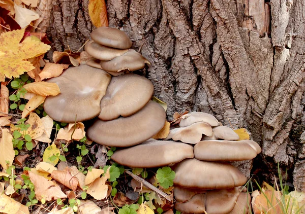 Pilze Und Herbstblätter Wald — Stockfoto