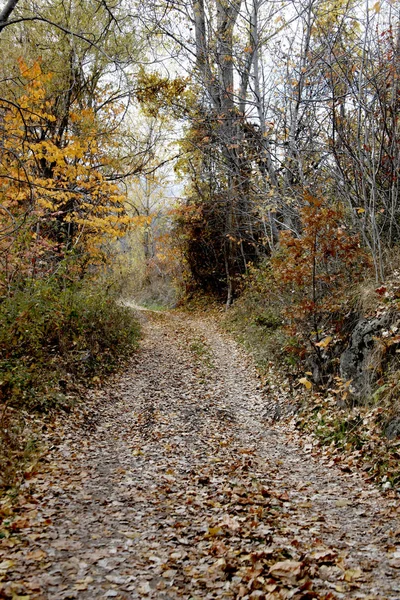 Bella Natura Autunno — Foto Stock