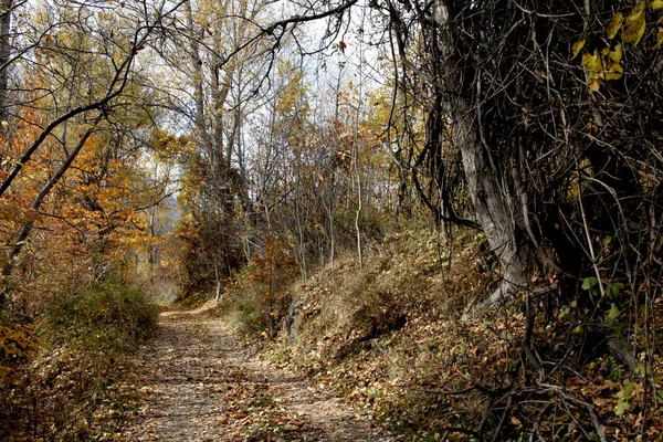 Hermosa Naturaleza Otoño — Foto de Stock