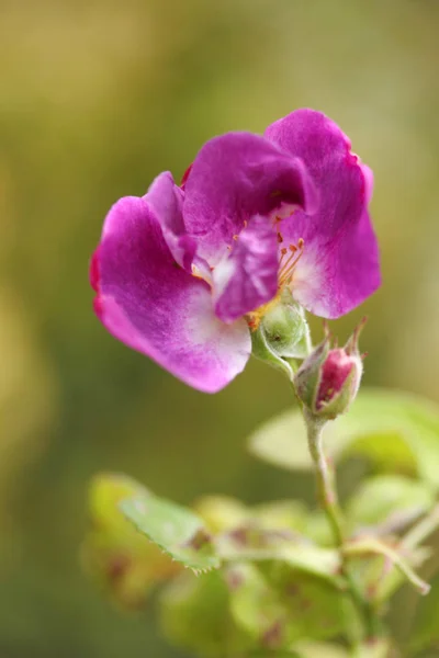 Rosafarbener Hintergrund — Stockfoto