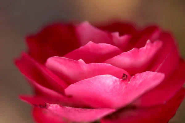 背景として赤いバラ マクロ — ストック写真