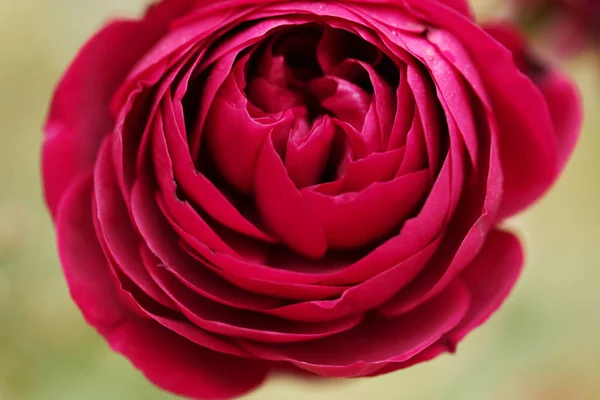 Макрос Червоної Троянди Фон — стокове фото