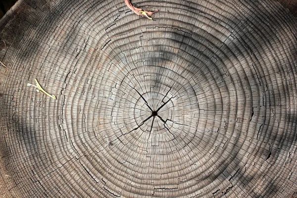 Árbol Anillos Textura Fondo —  Fotos de Stock