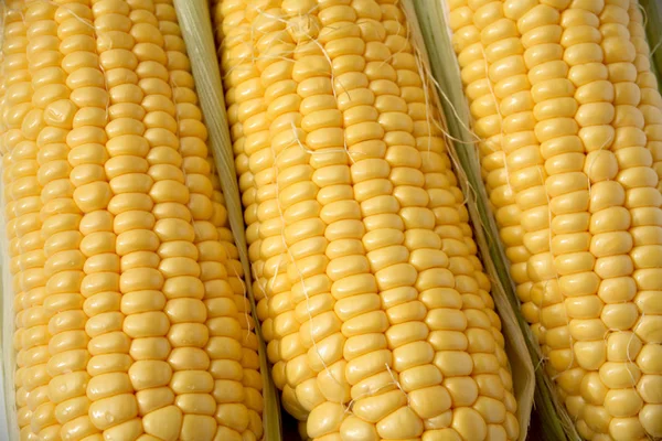 Kukorica Cob Vértes — Stock Fotó