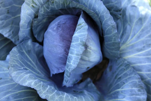 Close Organic Cabbage Growing — Stock Photo, Image