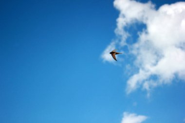 House Martin (Delichon urbica)
