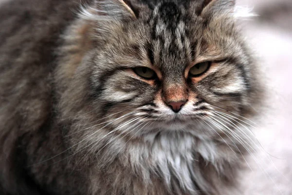 Жирний Красивий Кіт — стокове фото