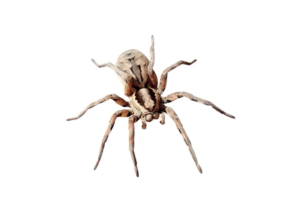 白色背景上的大蜘蛛 — 图库照片