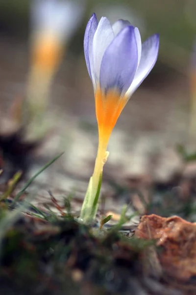 Krokus Kwiaty Wiosną — Zdjęcie stockowe