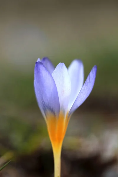 Krokus Kwiaty Wiosną — Zdjęcie stockowe