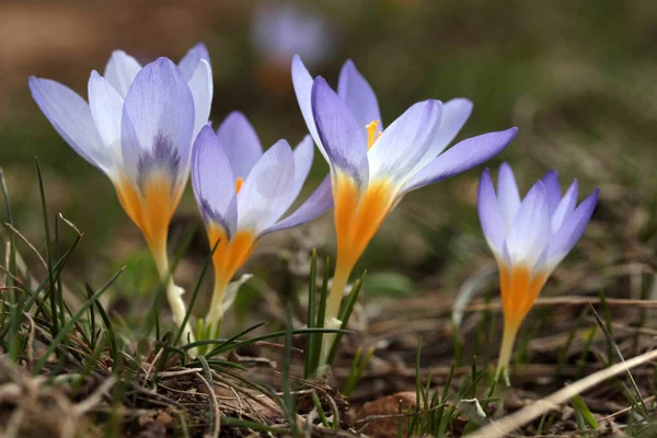 Crocus Virágok Tavasszal — Stock Fotó