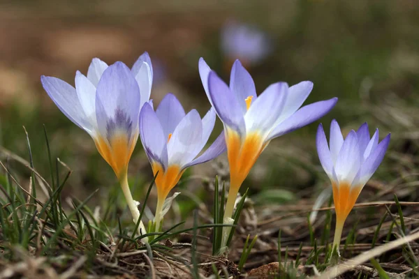 Crocus Virágok Tavasszal — Stock Fotó