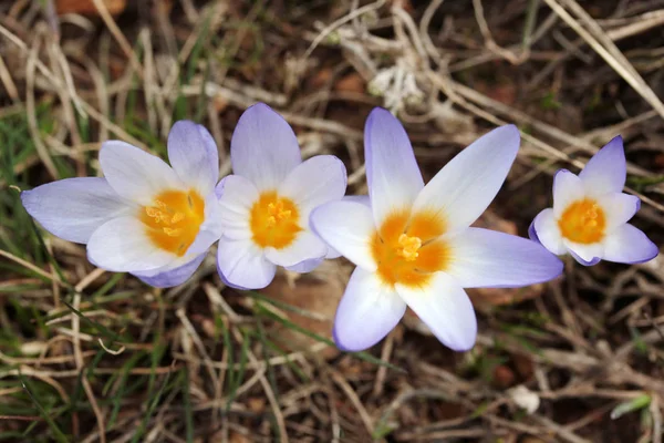 Crocus Virágok Tavasszal — Stock Fotó