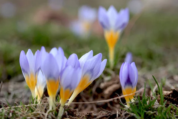 Crocus Blommor Våren — Stockfoto