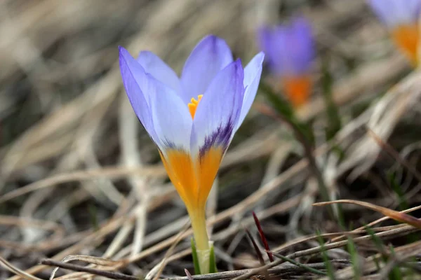 Crocus Blommor Våren — Stockfoto