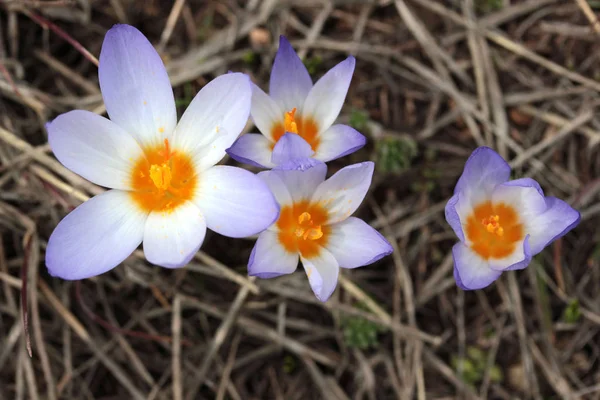 Crocus Virágok Tavasszal — Stock Fotó