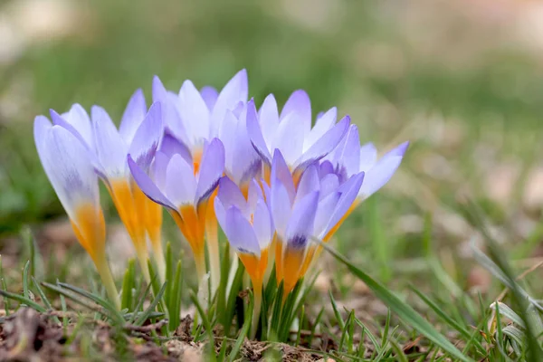 Krokusblüten Frühling — Stockfoto