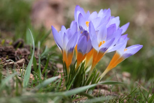 Crocus Virágok Tavasszal — Stock Fotó