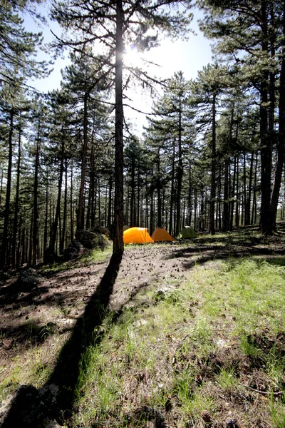Acampar Tenda Sob Floresta Pinheiros — Fotografia de Stock