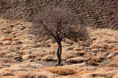 Bozkır iklimi, dikenli arazi