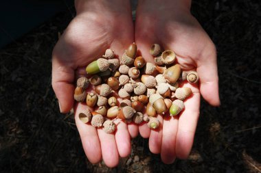 Küçük meşe palamudu, yakın çekim el