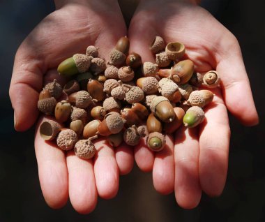 Küçük meşe palamudu, yakın çekim el