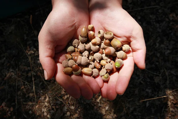 Küçük meşe palamudu, yakın çekim el