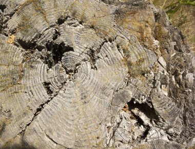 Ahşap yüzük arka plan doku 