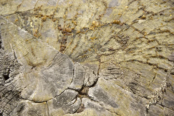 Anillos Madera Textura Fondo — Foto de Stock