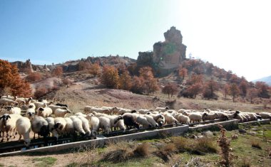 koyun sürüsü suyu içer