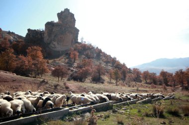 koyun sürüsü suyu içer