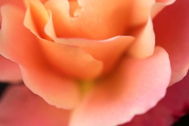 arka plan olarak gül makro 