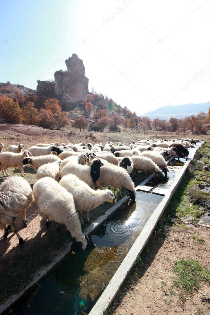 flock of sheep drinks water
