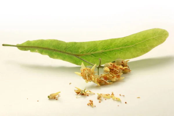 Lind Tilia Cordata Blad Och Blommor — Stockfoto