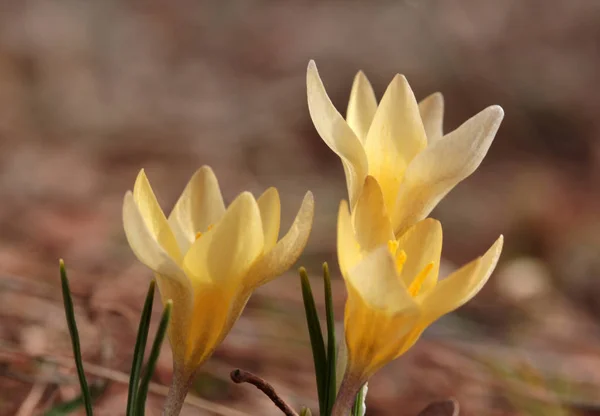 Sárga Krokusz Virágzik Tavasszal — Stock Fotó