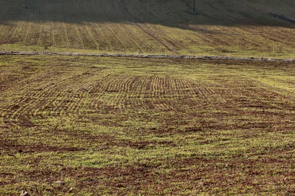 Cultivated Wheat Field Spring — Stock Photo, Image