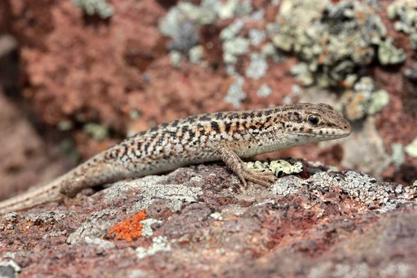 Brown Little Lizard Stone — Stock Photo, Image