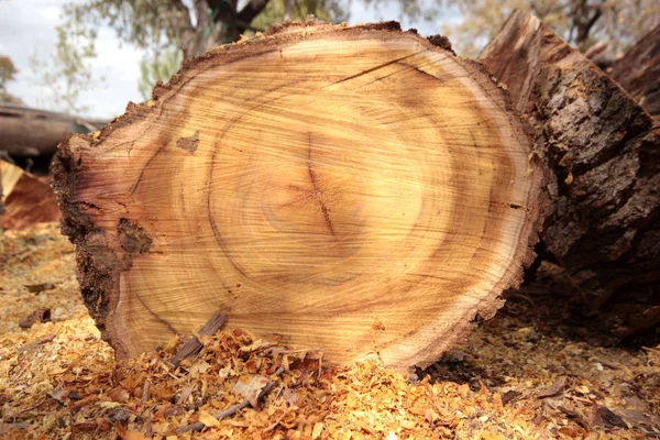 wood texture and wood shavings