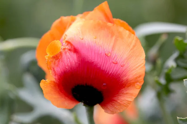 Multi Gekleurde Papaverbloem Waterdruppel — Stockfoto