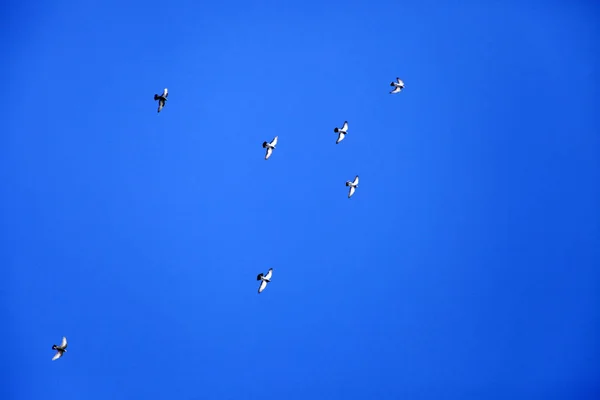 Pombos Voando Céu — Fotografia de Stock