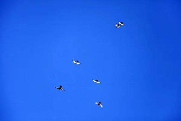 Pigeons Volant Dans Ciel — Photo