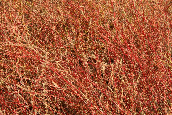 Planta Vermelha Selvagem Natureza — Fotografia de Stock