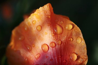 çok renkli haşhaş çiçek ve su damlası