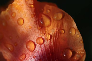 çok renkli haşhaş çiçek ve su damlası